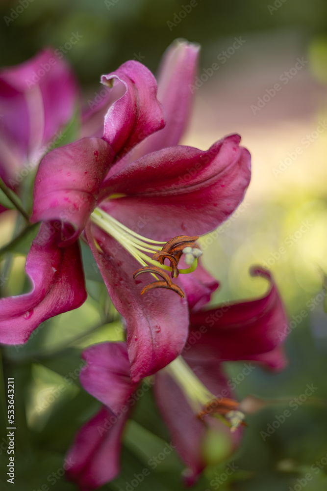 Photo of a purple lily in the garden. Photo of a purple lily in the garden.