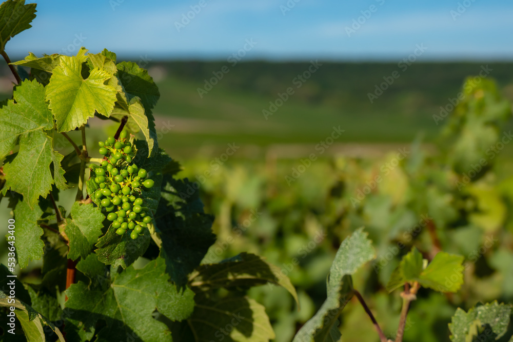 Wine fields in the vineyards of the Champagne region of France Wine fields in the vineyards of the Champagne region of France