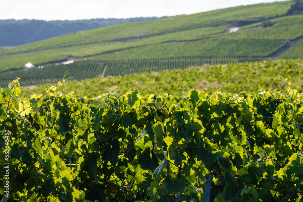 Wine fields in the vineyards of the Champagne region of France