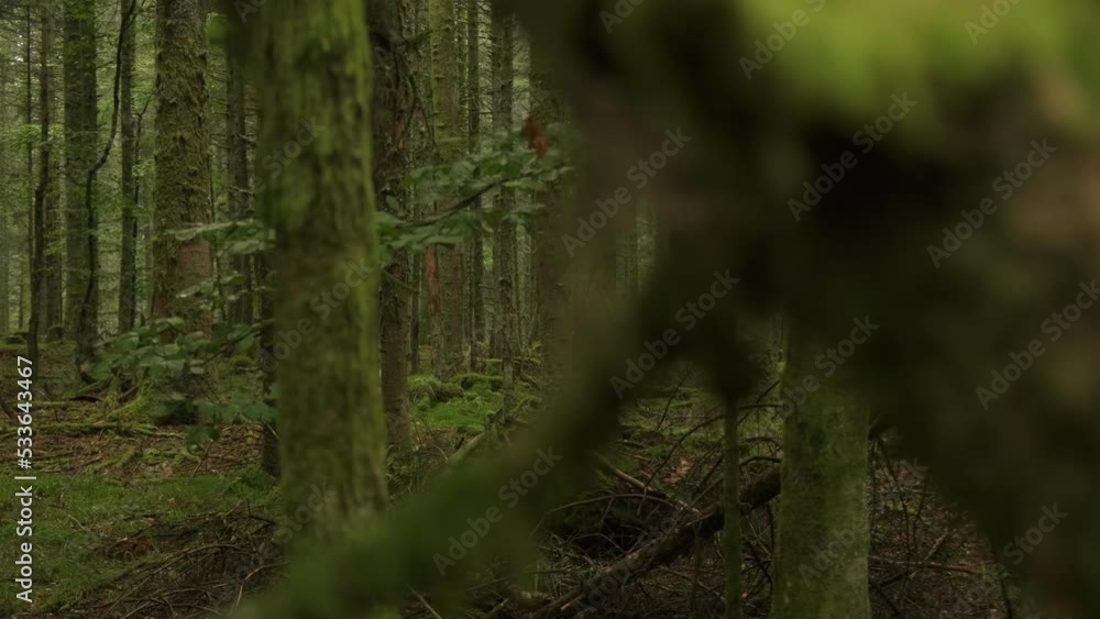 Slow trucking shot through trees in a humid creepy  dark forest in slow motion