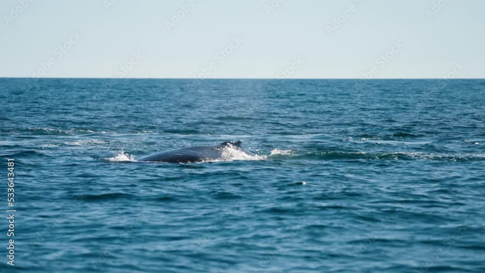 Wild Humpback Whale Blows From Blow Hole At Ocean Surface And Splashing, 4K, Australia Wild Humpback Whale Blows From Blow Hole At Ocean Surface And Splashing, 4K, Australia