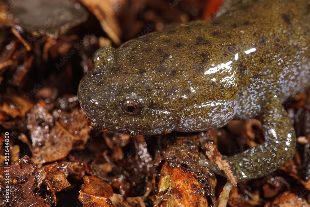 Naklejka premium Closeup on the head of the endangered Japanese Oita salamander, Hynobius dunni