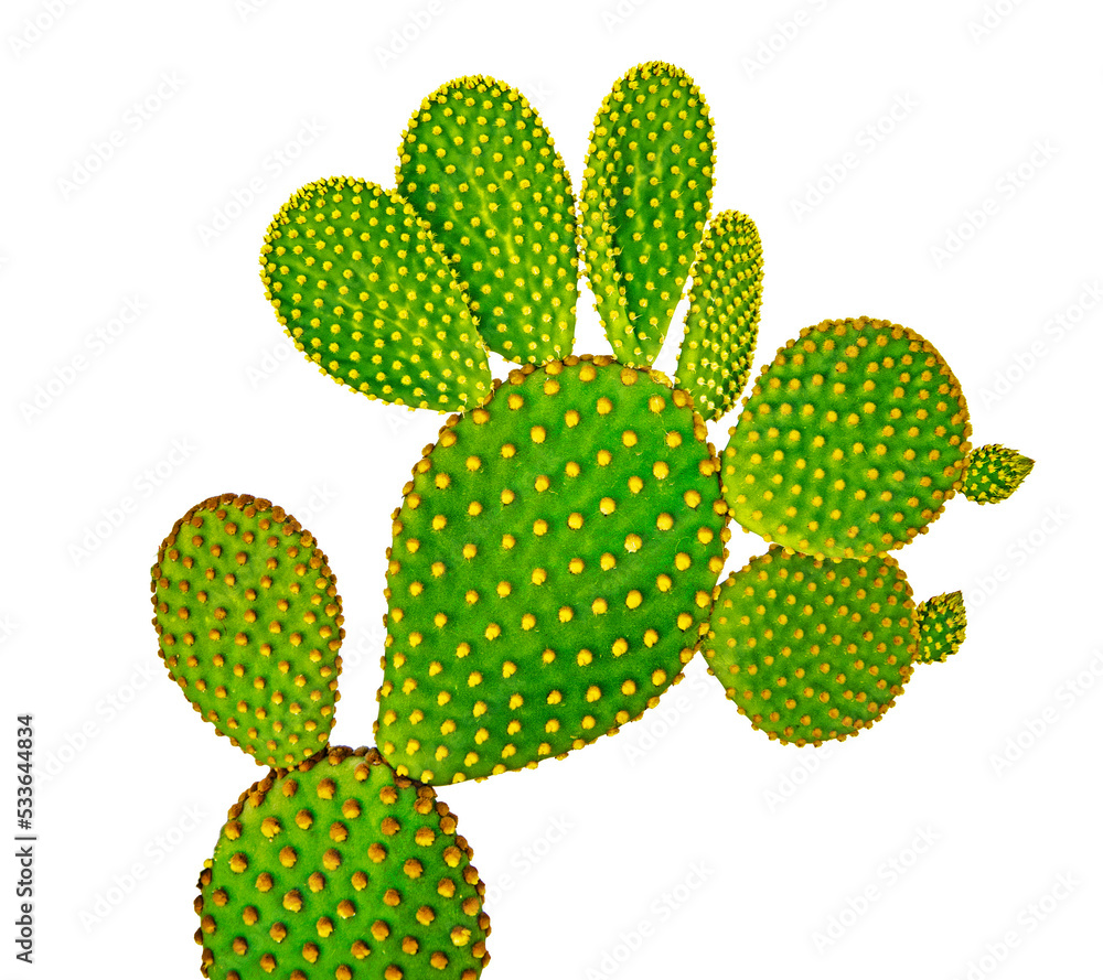 Close up of opuntia cactus Close up of opuntia cactus