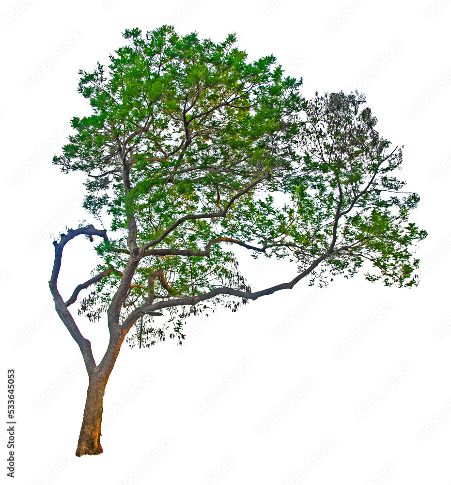 Tree isolated on white background Tree isolated on white background