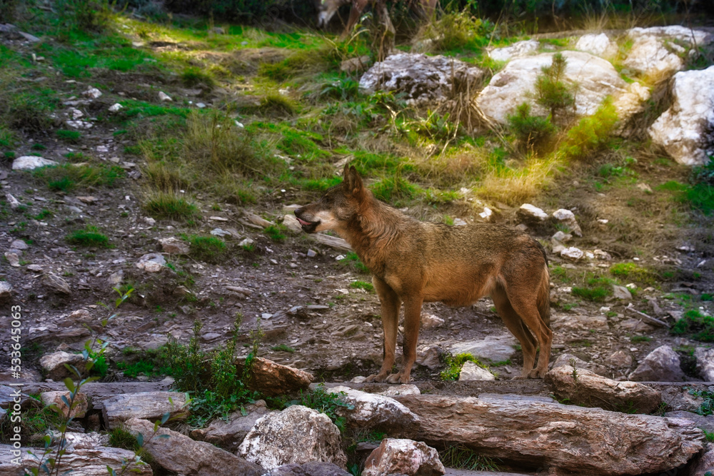 Obraz premium Wolf in Sierra de la Culebra. Zamora.Spain