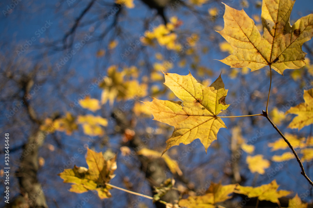 Bright yellow autumn maple leaves against bright blue sky. Copy space. Autumn maple tree in the park. Sunny day Bright yellow autumn maple leaves against bright blue sky. Copy space. Autumn maple tree in the park. Sunny day