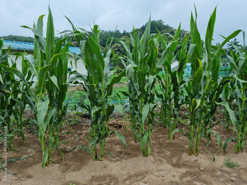 The field is neatly planted with corn.
The field is neatly planted with corn.