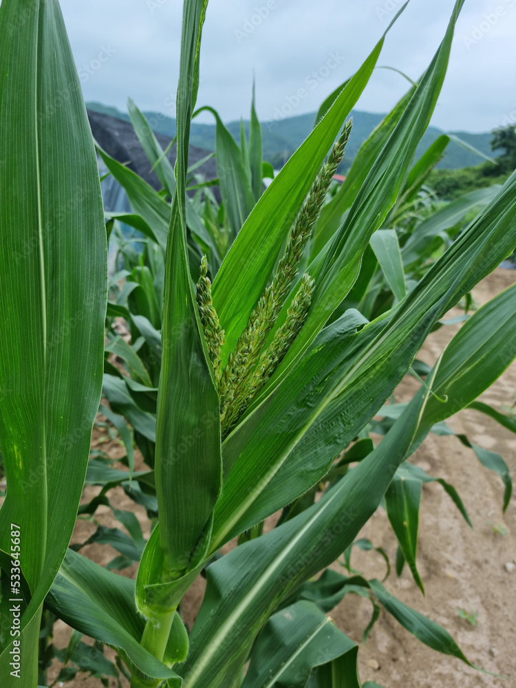 Obraz premium A corn tree on which corn is grown.