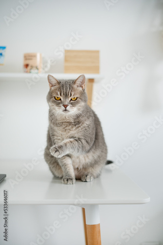 Fototapeta Naklejka Na Ścianę i Meble -  Scottish straight cat