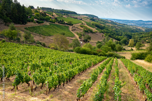 Foto Vineyards in the Beaujolais wine region of France