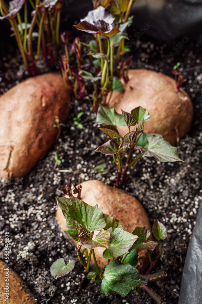 sprouted sweet potatoes in a container for growing seedlings sprouted sweet potatoes in a container for growing seedlings