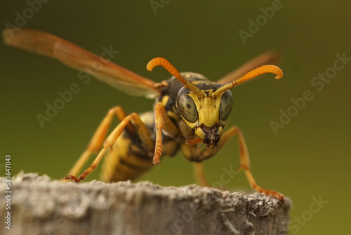 Facial closeup on a French paperwas , yellow jacket, Polistes dominula © Henk