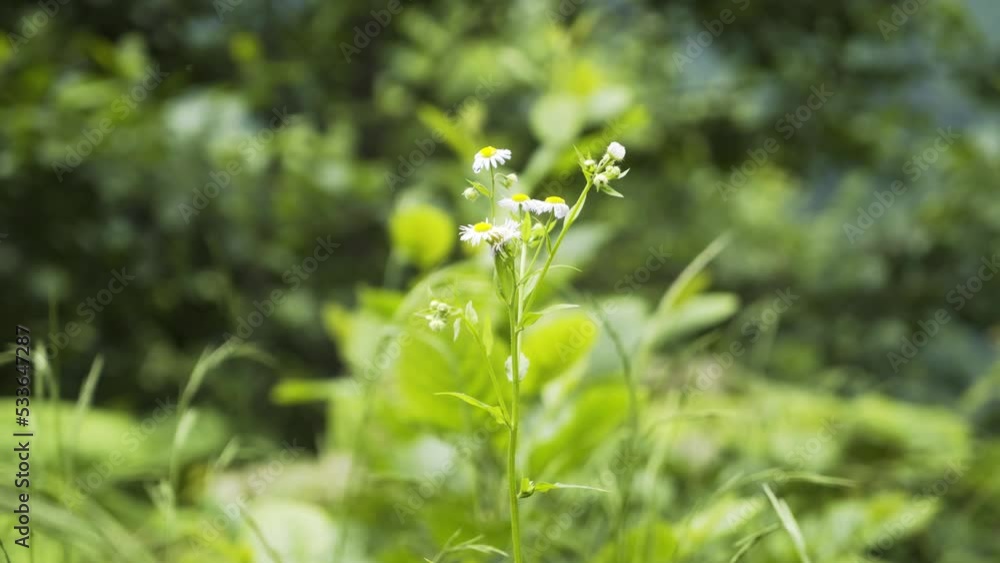Daisy and Green Plants in the Forest 4K
Daisy and Green Plants in the Forest 4K