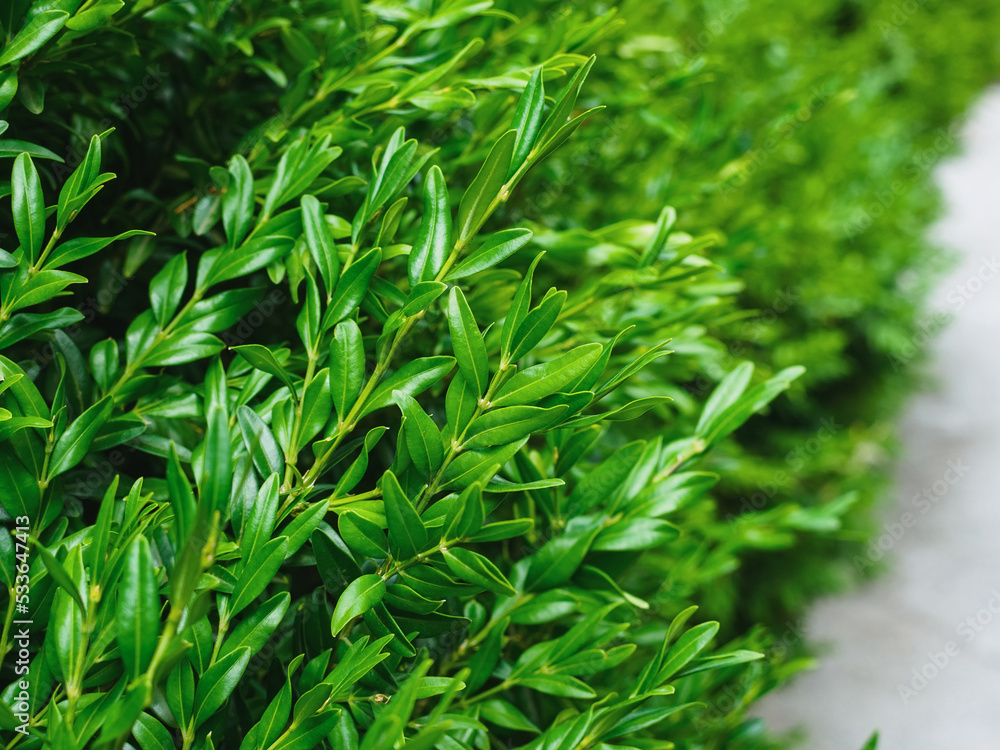 boxwood angustifolia evergreen close-up boxwood angustifolia evergreen close-up