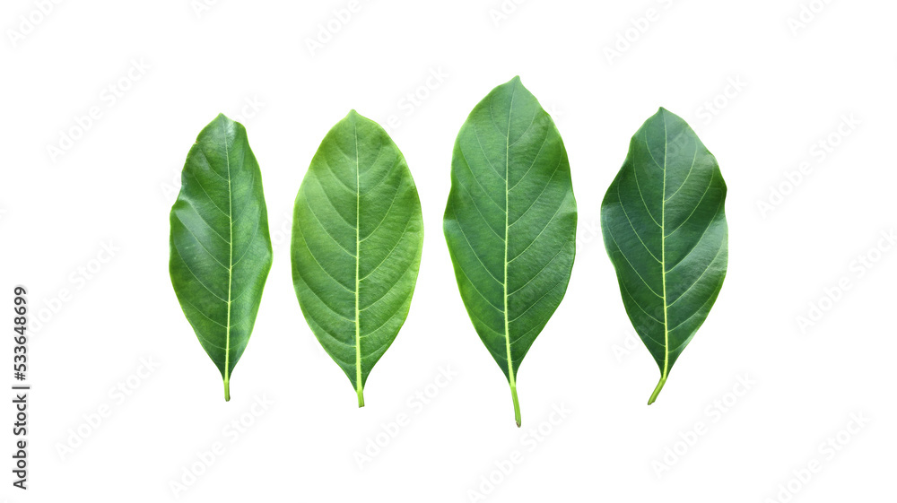 Isolated fresh and green leaves of jackfruit, clipping paths.