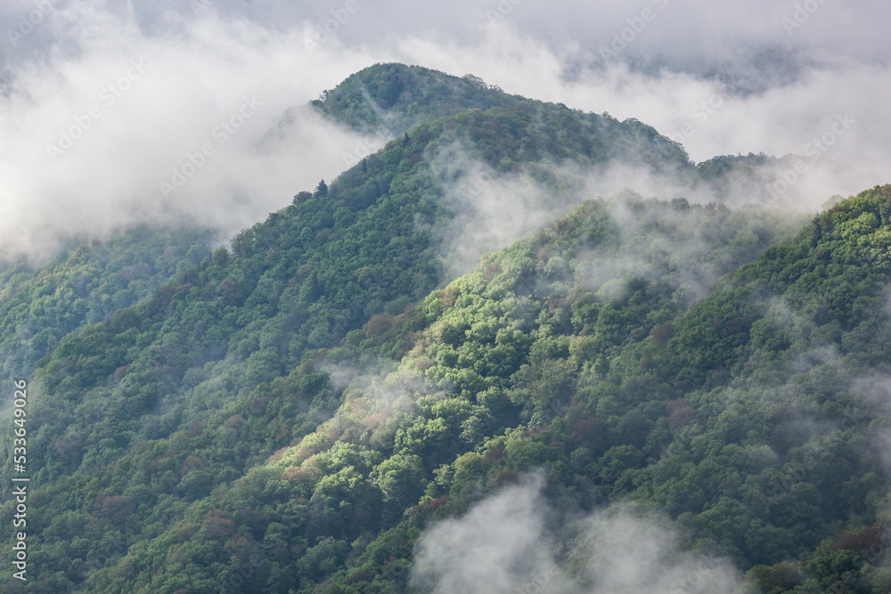 Foggy spring landscape from the Newfound Gap Overlook of forest, Great Smoky Mountains National Park, Tennessee, USA Foggy spring landscape from the Newfound Gap Overlook of forest, Great Smoky Mountains National Park, Tennessee, USA