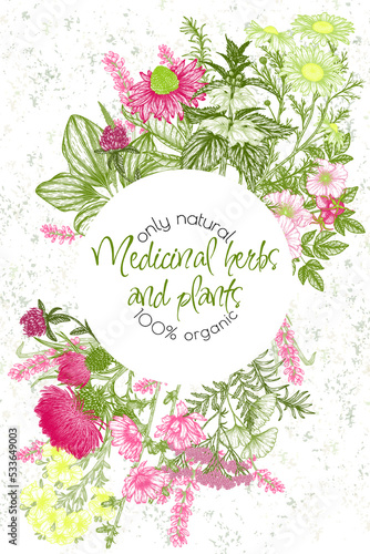 Vector frame of medicinal herbs in engraving style. Linear chamomile, chicory, clover, lavender, plantain, valerian, echinacea, rosehip, ginkgo, burdock, rosemary, nettle, St. John's wort