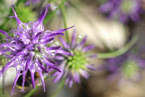 Nahaufnahme der Naturheilpflanze Teufelskralle - mit viel Textfreiraum