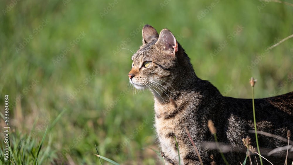 Obraz premium cat on a meadow
