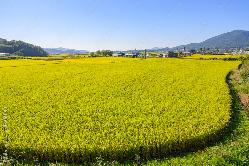 Autumn in Korea. Autumn rice farming landscape. Korean rice paddies.Rice field and the sky in Ganghwa-do, Incheon, South Korea.