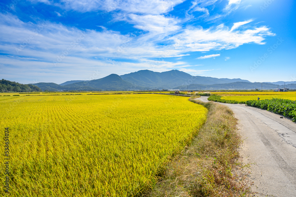 Autumn in Korea. Autumn rice farming landscape. Korean rice paddies.Rice field and the sky in Ganghwa-do, Incheon, South Korea. Autumn in Korea. Autumn rice farming landscape. Korean rice paddies.Rice field and the sky in Ganghwa-do, Incheon, South Korea.