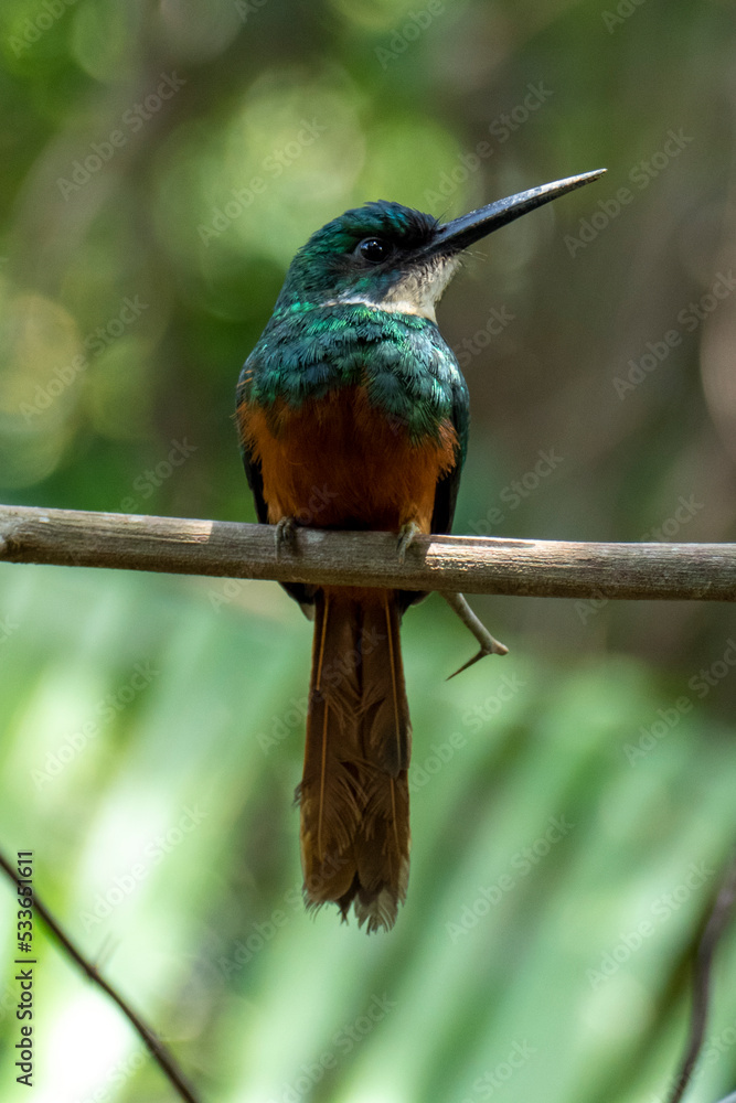 The rufous-tailed jacamar (Galbula ruficauda) is a near-passerine bird which breeds in the tropical New World in Brazil The rufous-tailed jacamar (Galbula ruficauda) is a near-passerine bird which breeds in the tropical New World in Brazil