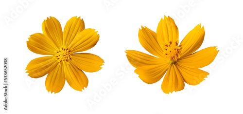Two bright orange-yellow cosmos flowers isolated on background