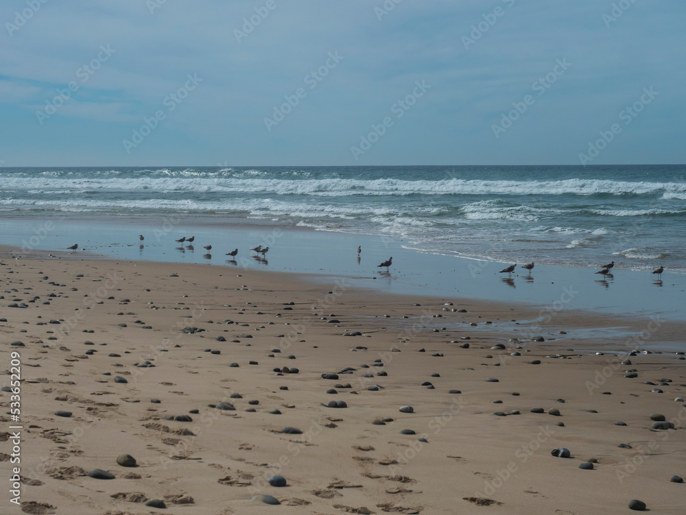 View of empty beach with pebble stones, ocean waves and flock of seagulls on wet golden sand at wild Rota Vicentina coast near Porto Covo, Portugal. View of empty beach with pebble stones, ocean waves and flock of seagulls on wet golden sand at wild Rota Vicentina coast near Porto Covo, Portugal.