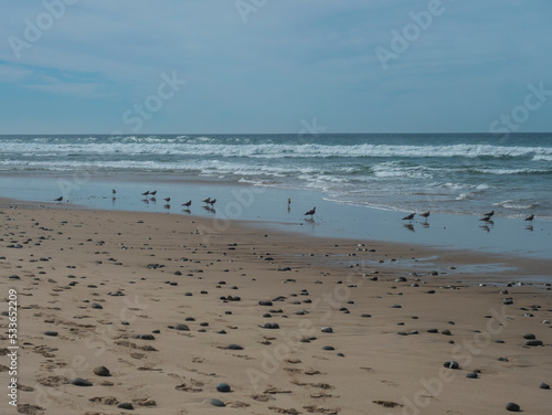 View of empty beach with pebble stones, ocean waves and flock of seagulls on wet golden sand at wild Rota Vicentina coast near Porto Covo, Portugal.