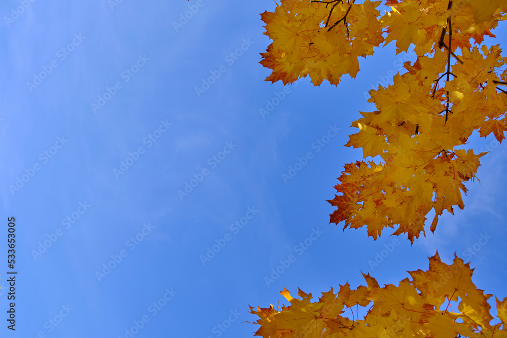 Yellowed autumn maple foliage against blue sky. Yellowed autumn maple foliage against blue sky.