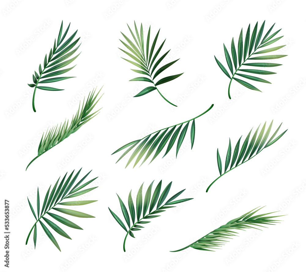 Vector set of green palm leaves. Tropical leaves collection Vector set of green palm leaves. Tropical leaves collection