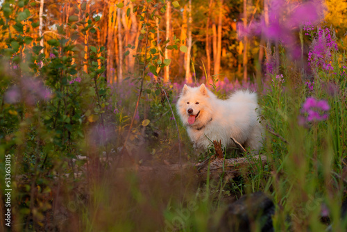 Samoyed dog portrait in flowers. Dog on natural background. Summertime