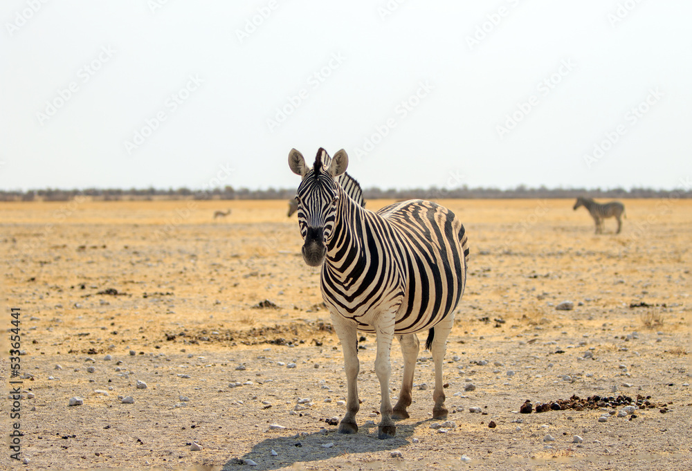 Obraz premium A solitary Zebra stands on the open plains of Etosha National Park Namibia. Heart haze and sand particles are slightly visible