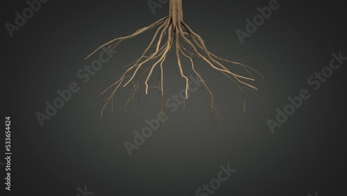 Tree roots growing. 3D rendering. photo