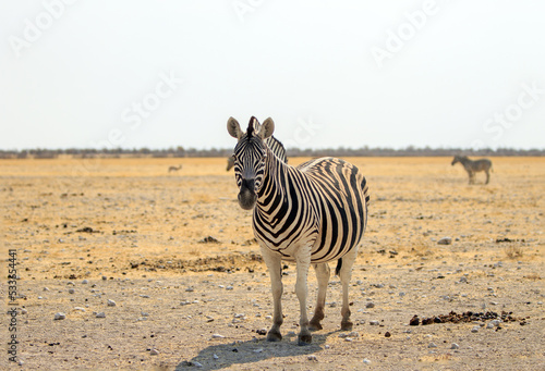 A solitary Zebra stands on the open plains of Etosha National Park Namibia.  Heart haze and sand particles are slightly visible
