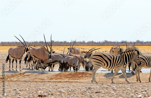 Vibrant waterhole with Zebra and Oryx in Etosha National Park -  Southern Africa © paula
