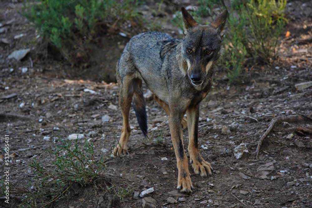 Wolf in Sierra de la Culebra. Zamora.Spain