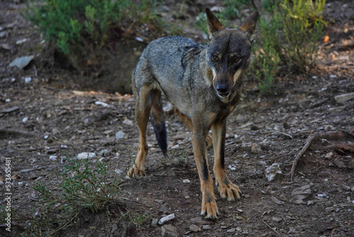 Wolf in Sierra de la Culebra. Zamora.Spain