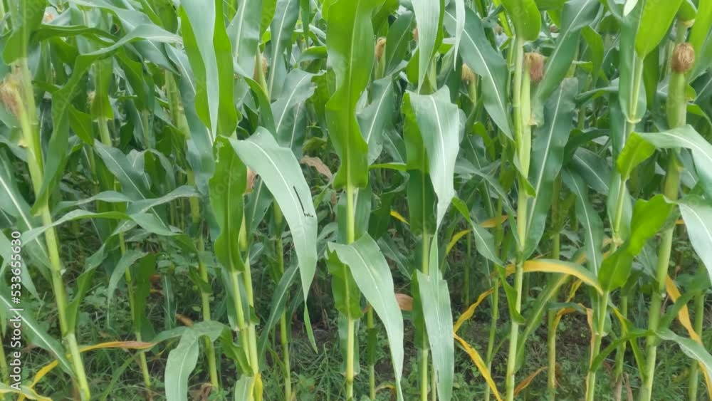 The field of corn plants that are bearing fruit is wrapped in a green membrane, the green leaves that are like blades are pressed against each other The field of corn plants that are bearing fruit is wrapped in a green membrane, the green leaves that are like blades are pressed against each other