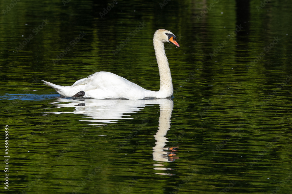 Mute swan, Cygnus olor swimming on a lake in Munich, Germany Mute swan, Cygnus olor swimming on a lake in Munich, Germany