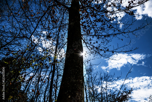 Fototapeta Naklejka Na Ścianę i Meble -  silhouette of a tree