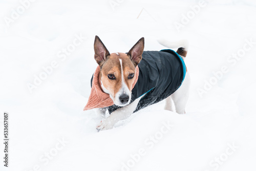 warm dressed dog jack russell terrier walking in winter among snow