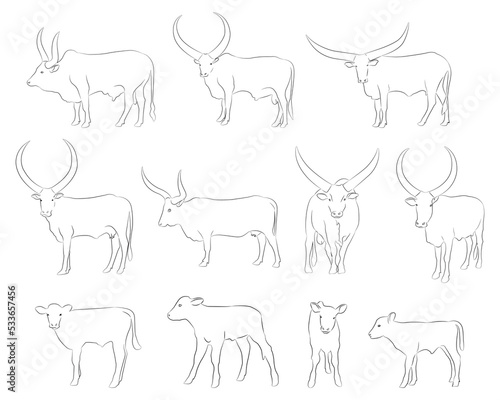 Cow set. Cow silhouette black white isolated hand drawn vector illustration.Vector silhouettes of cows, different poses, black color, isolated on white background 