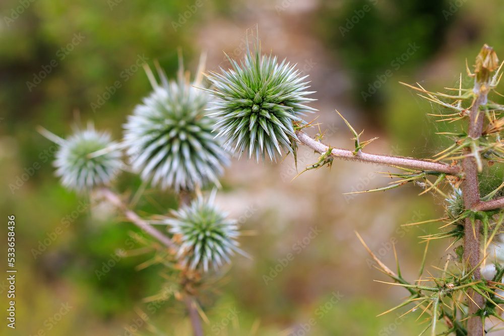 Spiny plant. Background with selective focus and copy space Spiny plant. Background with selective focus and copy space