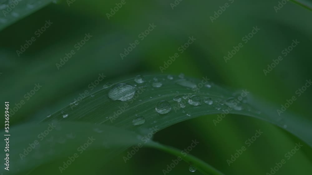 Raindrops on the leaves in the wind Raindrops on the leaves in the wind