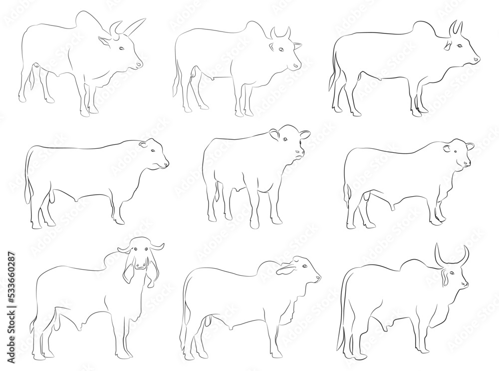 Cow set. Cow silhouette black white isolated hand drawn vector illustration.Vector silhouettes of cows, different poses, black color, isolated on white background