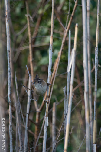 Marsh Wren perching between the reeds  photo