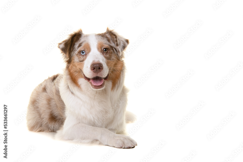 Pretty australian shepherd dog  looking at the camera lying down isolated on a white background