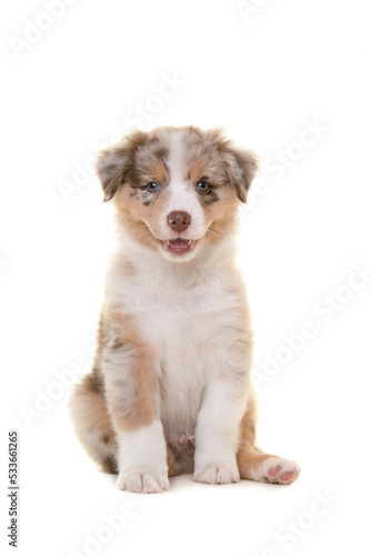 Cute australian shepherd puppy sitting and looking at the camera isolated on a white background