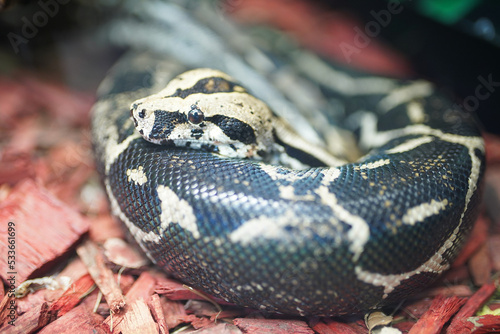 Royal python snake head, close-up.